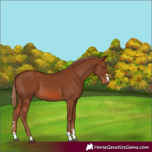 Horse Color:Chestnut 