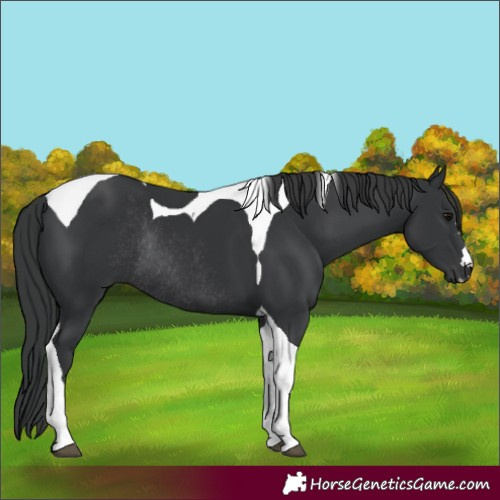 Horse Color:Black Tobiano Rabicano 