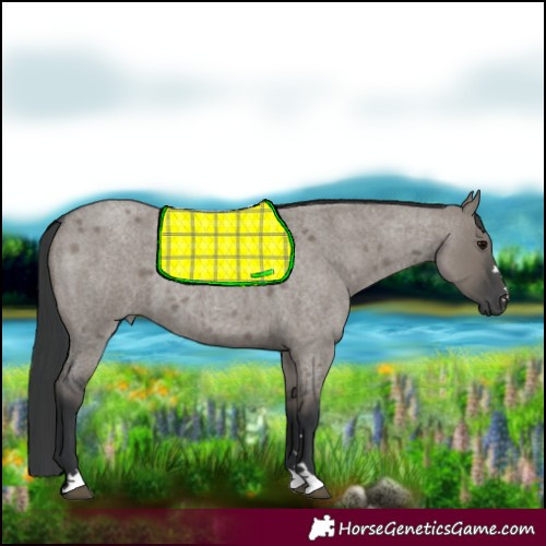 Horse Color:Grullo Roan 
