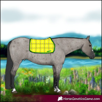 Horse Color:Grullo Roan 