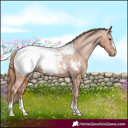Horse Color:Chestnut Appaloosa