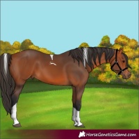 Horse Color:Bay Tobiano 