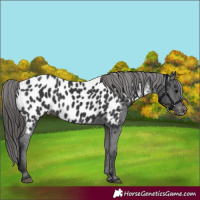 Horse Color:Black Appaloosa Rabicano 