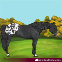 Horse Color:Black Appaloosa Rabicano 