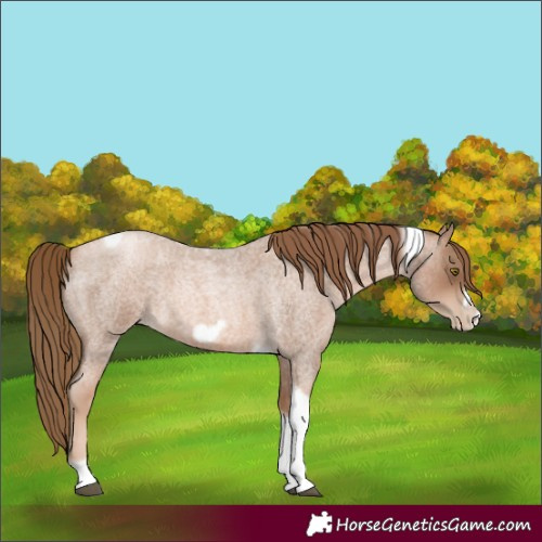 Horse Color:Liver Red Roan Pearl Tobiano Frame 