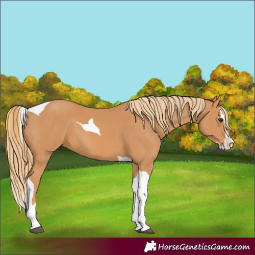 Horse Color:Chestnut Splash Tobiano