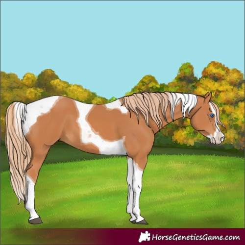 Horse Color:Chestnut Splash Tobiano 