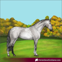 Horse Color:Gray Grullo Roan Tobiano 