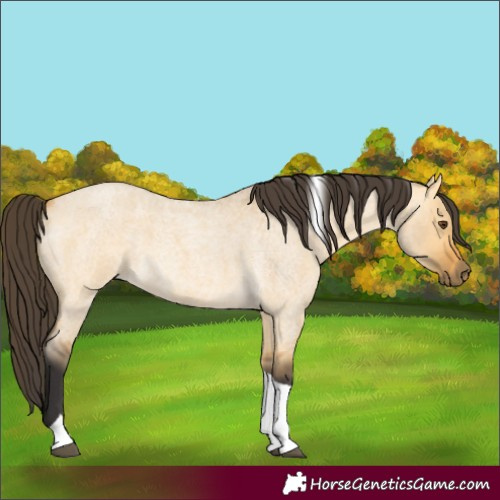 Horse Color:Buckskin Roan Dun Tobiano 
