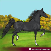 Horse Color:Black Tobiano Rabicano 