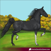 Horse Color:Black Tobiano Rabicano