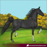 Horse Color:Black Tobiano Rabicano 