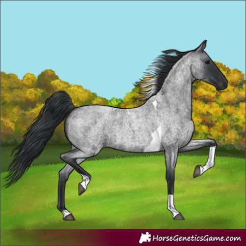 Horse Color:Blue Roan Tobiano Rabicano