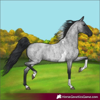 Horse Color:Blue Roan Tobiano Rabicano 