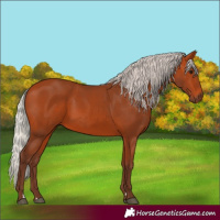 Horse Color:Silver Bay 
