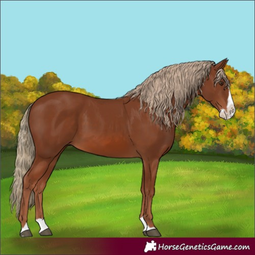 Horse Color:Chestnut Splash