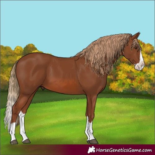 Horse Color:Chestnut Splash 