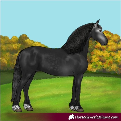 Horse Color:Gray Black 