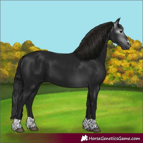 Horse Color:Gray Black 