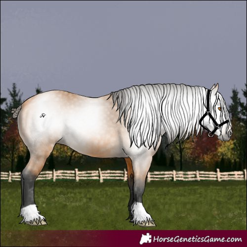 Horse Color:Gray Buckskin 