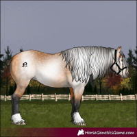 Horse Color:Gray Buckskin 