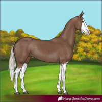Horse Color:Silver Black Splash