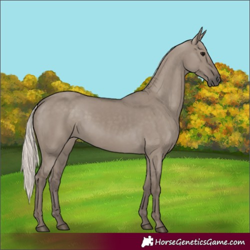 Horse Color:Silver Grullo 