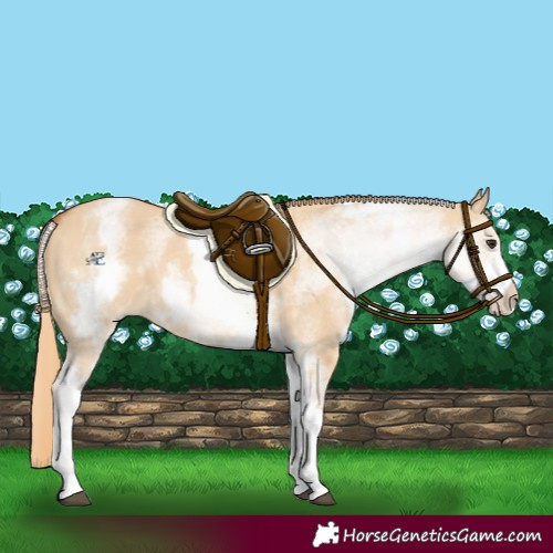 Horse Color:White Spotted Red Dun