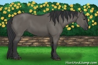 Horse Color:Grullo