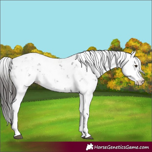 Horse Color:Liver Chestnut Sabino 
