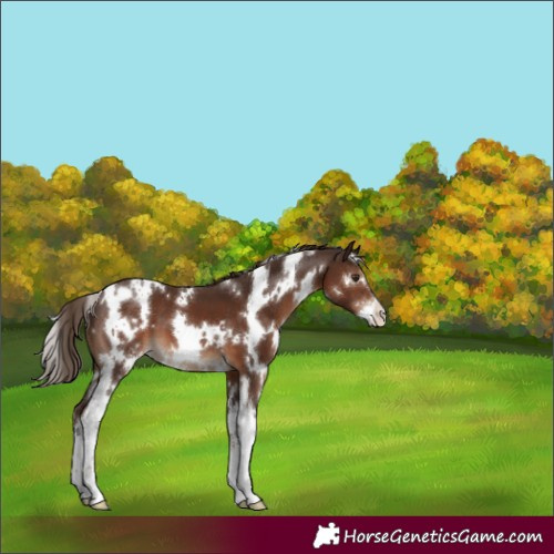 Horse Color:White Spotted Liver Chestnut Sabino 
