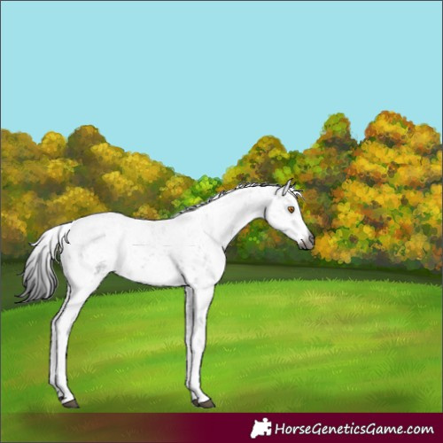 Horse Color:Gray White Spotted Black Sabino 