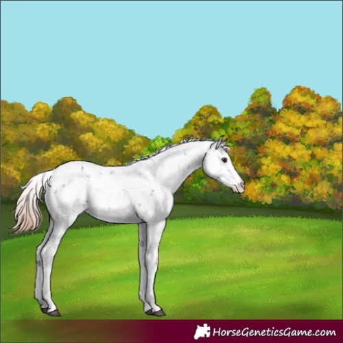 Horse Color:Liver Chestnut Sabino 