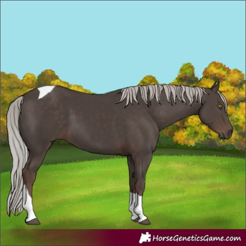 Horse Color:Silver Black Tobiano 