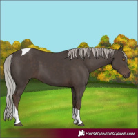 Horse Color:Silver Black Tobiano 