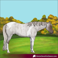 Horse Color:Silver Blue Roan Tobiano 