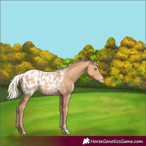 Horse Color:Silver Amber Champagne Blanket 