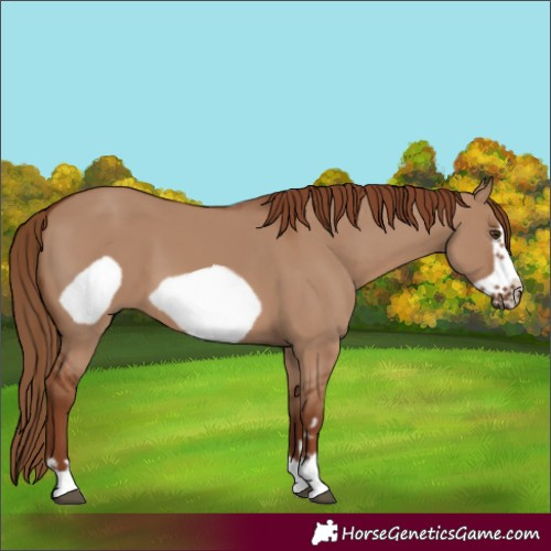 Horse Color:Red Dun Frame 