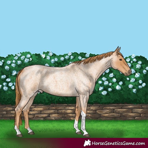 Horse Color:Red Roan Tobiano 