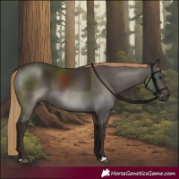 Horse Color:Liver Chestnut Rabicano 