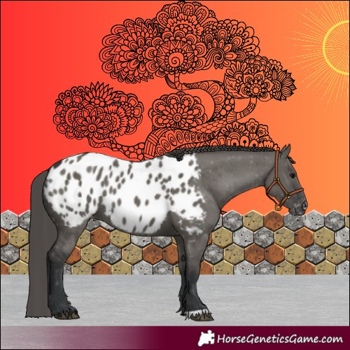 Horse Color:Grullo Appaloosa 