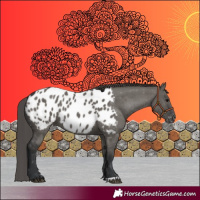 Horse Color:Grullo Appaloosa 