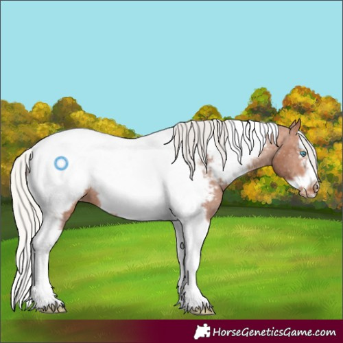 Horse Color:Silver Bay Splash Tobiano Frame Appaloosa Rabicano 