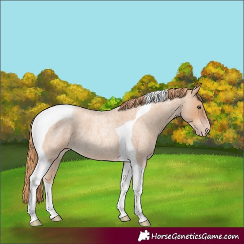 Horse Color:Gold Champagne Roan Tobiano 