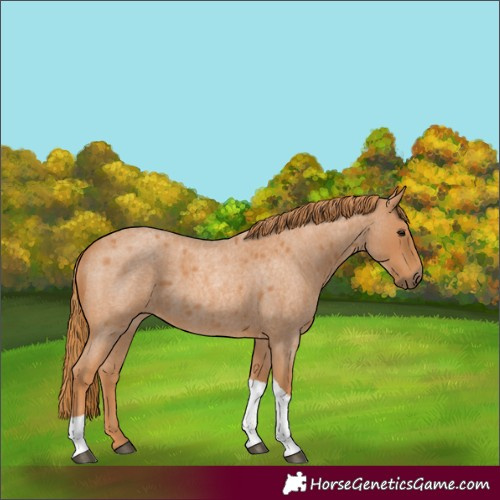 Horse Color:Red Roan Tobiano 