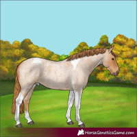 Horse Color:Red Roan Tobiano 