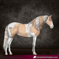 Horse Color:Gold Champagne Splash Tobiano 