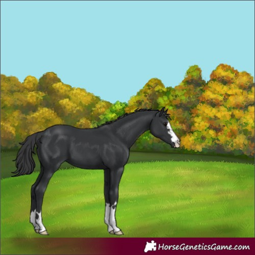 Horse Color:Black 