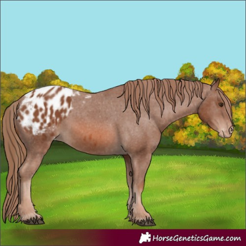 Horse Color:Chestnut Appaloosa 