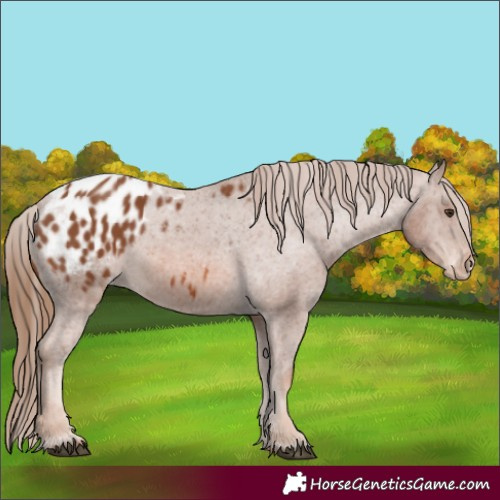 Horse Color:Chestnut Appaloosa 